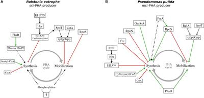 The Modification of Regulatory Circuits Involved in the Control of Polyhydroxyalkanoates Metabolism to Improve Their Production